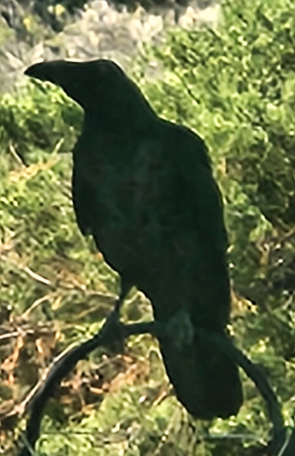 Common Raven Perches On Twig On Estante Way