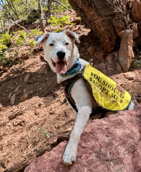 Pets Of The Week: Rosco And Mordecai
