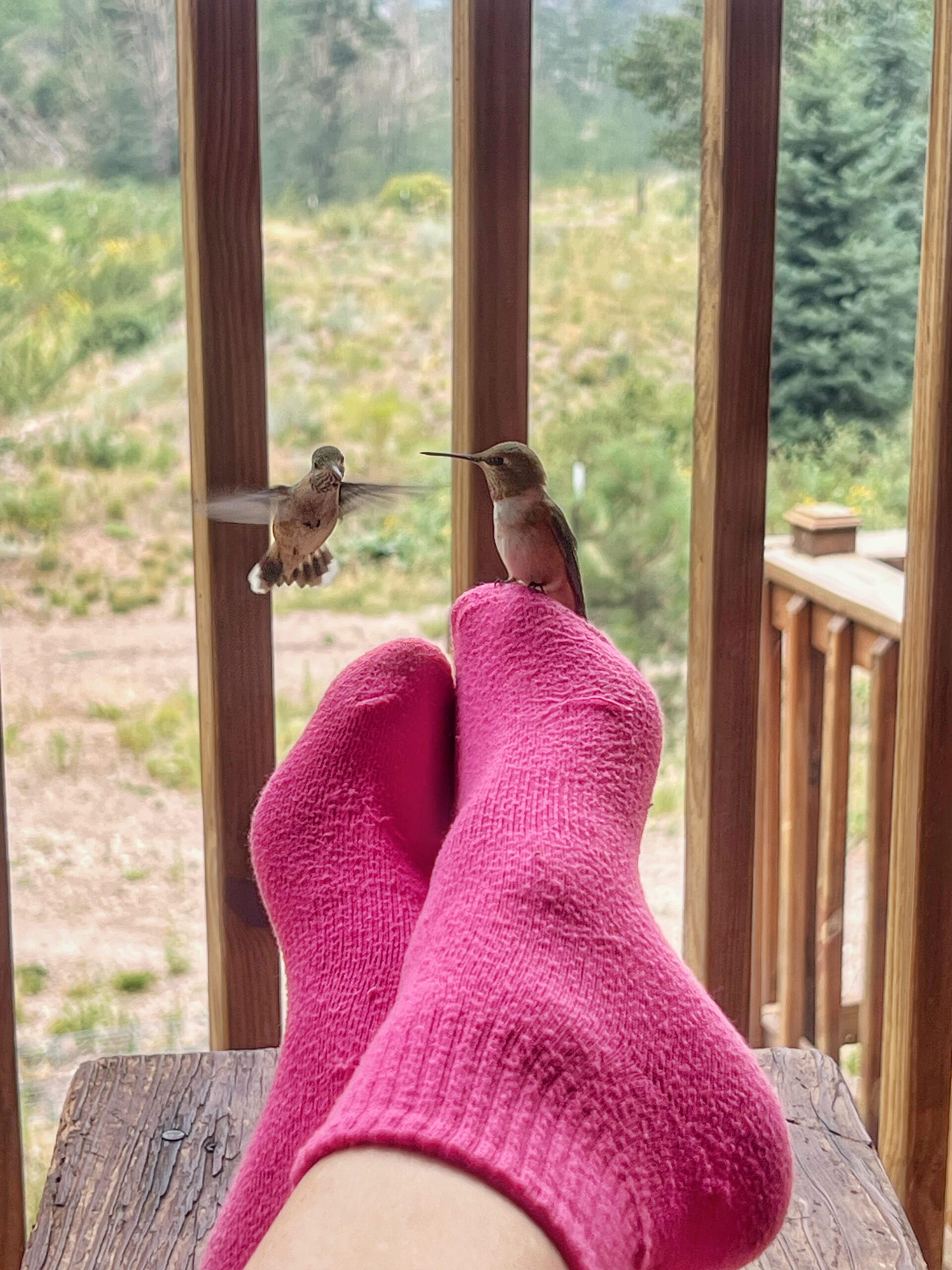 Daily Postcard: Delightful Encounter With Hummingbirds