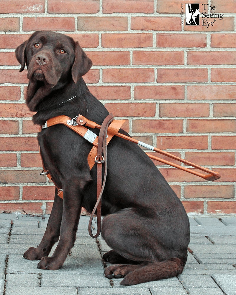 Guide Dog Training For The Blind In Los Alamos