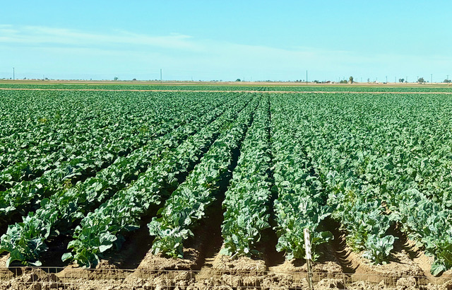 Posts From The Road: Arizona Agriculture