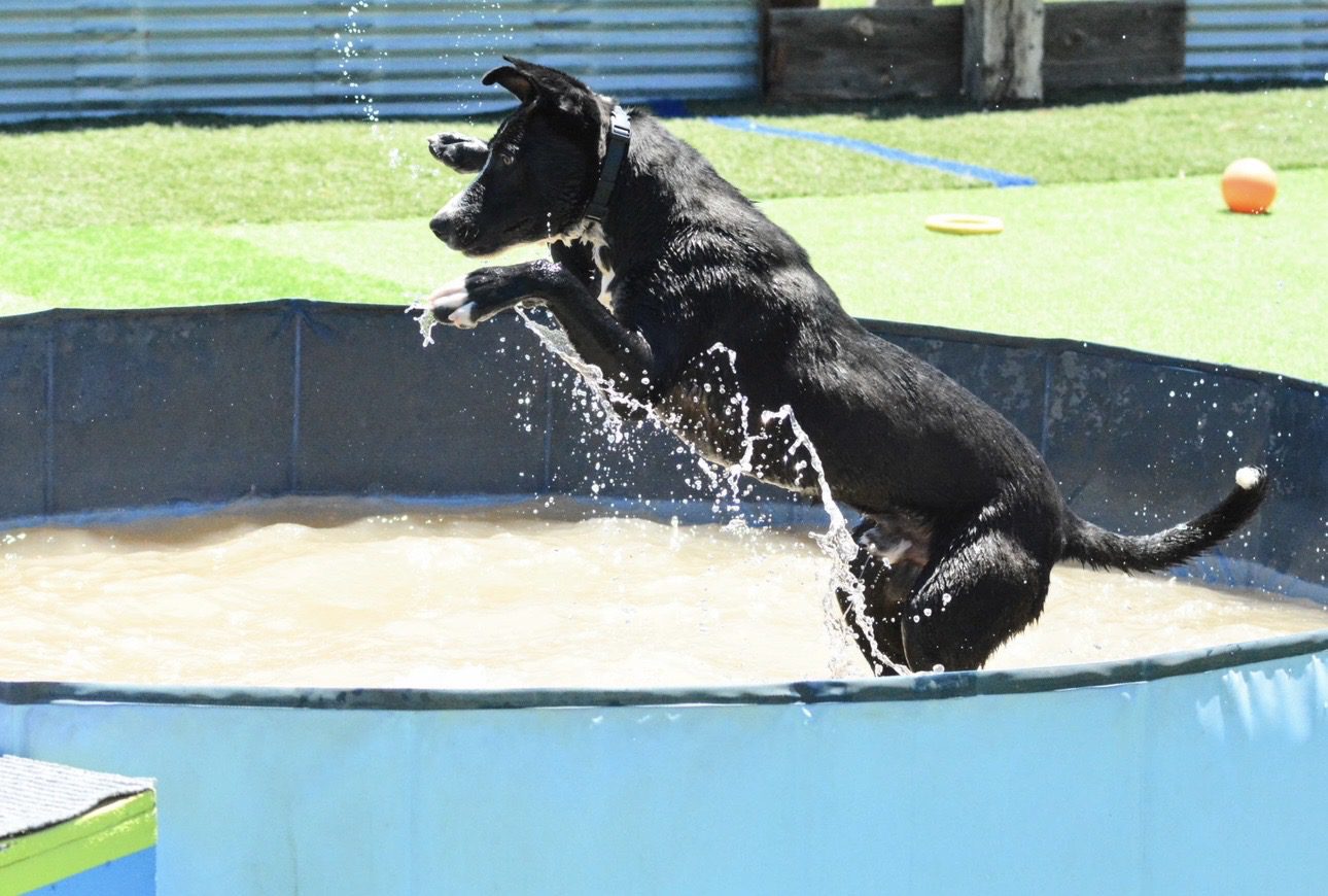 Pets Of The Week: Benson And Binx
