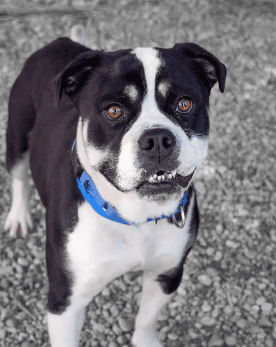 Pets Of The Week: Echo And Nemo