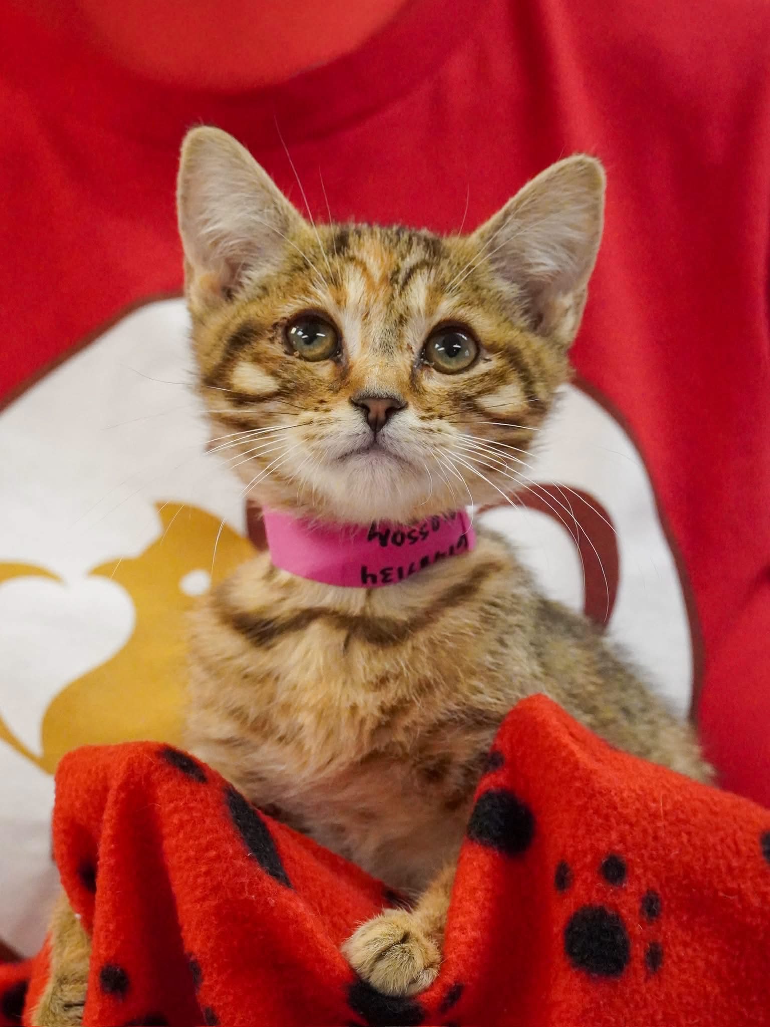 Pets Of The Week: Meet Blossom And Echo